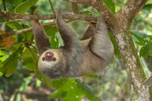 Jaynes Gallery 아티스트의 Costa Rica-Two-toed sloth hangs upside down in tree작품입니다.